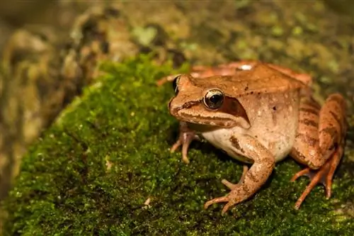 10 vrsta žaba pronađenih u Marylandu (sa slikama)