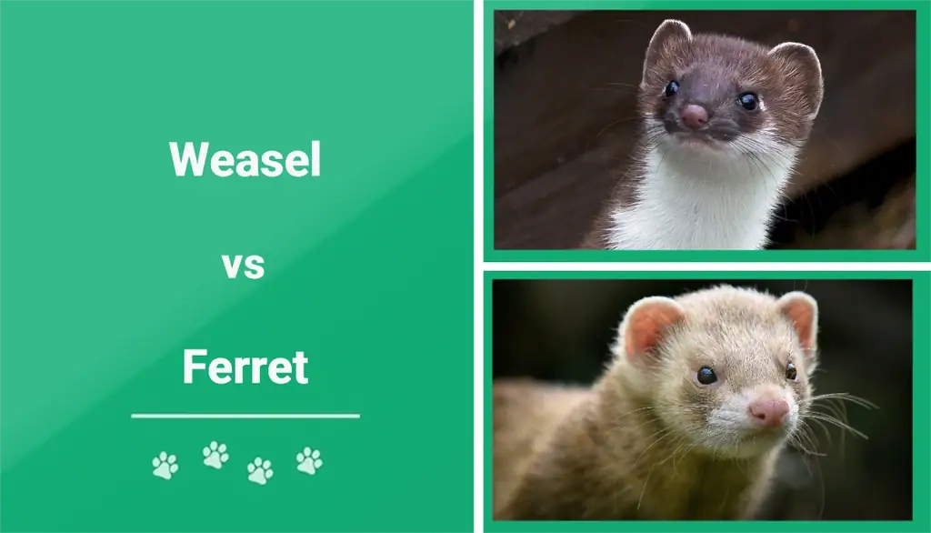 Weasel vs Fretka: Jaký je rozdíl?