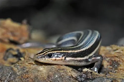 9 especies de lagartos encontradas en Tennessee (con imágenes)
