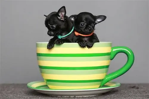 19 rase populare de câini cu ceașcă de ceai (cu imagini)