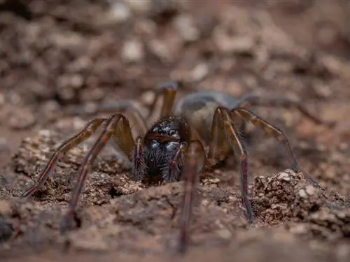 11 druhov pavúkov nájdených v Indiane (s obrázkami)