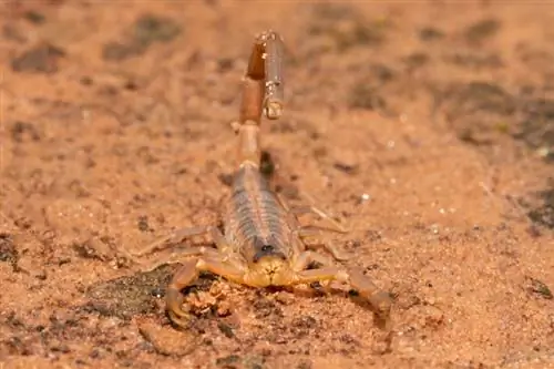 Ar Floridoje yra skorpionų? Ko saugotis