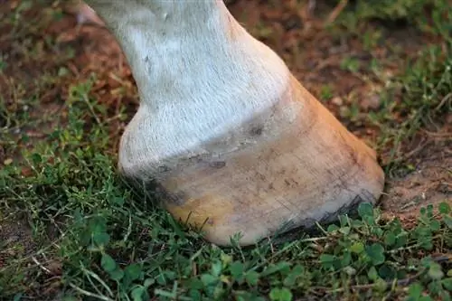 I cavalli hanno sensibilità negli zoccoli? Anatomia dello zoccolo & Cura