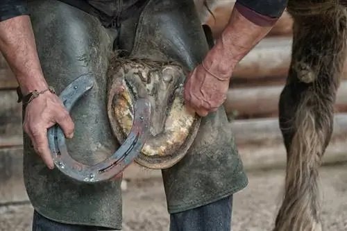 Di cosa sono fatti gli zoccoli dei cavalli? Anatomia dello zoccolo esaminata dal veterinario