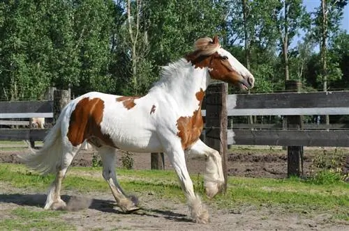 Irish Cob Horse: Info, Obrázky, Temperament & Vlastnosti