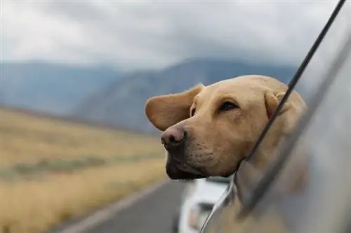 Com viatjar amb cotxe amb el teu gos: 10 consells per a la seguretat