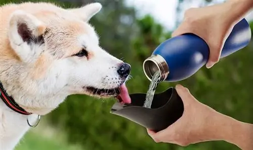 10 migliori bottiglie d'acqua per cani nel 2023 – Recensioni & Top Picks