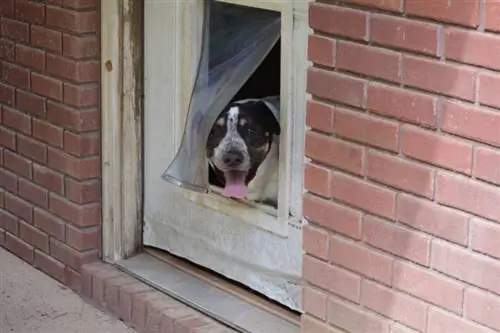 Cómo entrenar a tu perro para que use una puerta para perros (6 consejos)