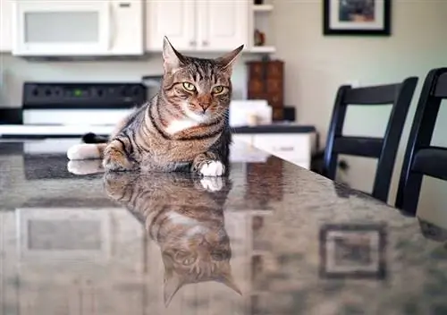 Hur man håller katter borta från köksbänkar & Tabeller (6 beprövade metoder)