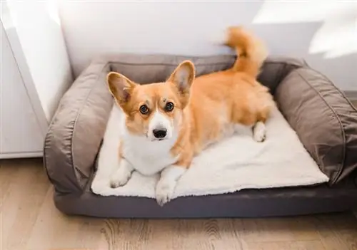 10 najlepších postelí pre psov z pamäťovej peny v roku 2023 – recenzie & najlepších