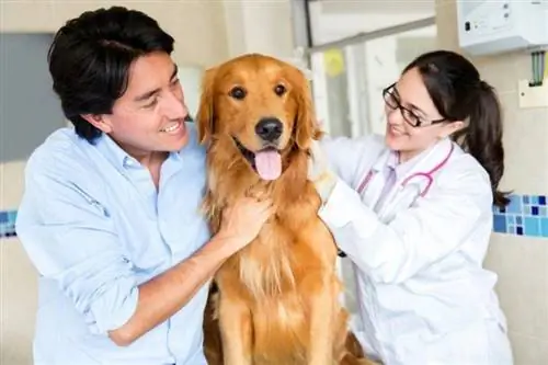 Herzinsuffizienz bei Hunden: Ursachen, Symptome, Behandlung