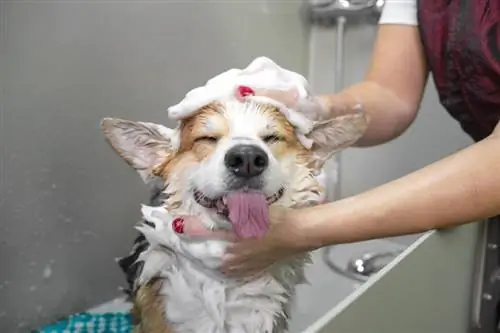 Was kann ich verwenden, wenn ich kein Hundeshampoo habe? 6 Optionen (mit Bildern)