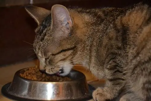 11 cele mai bune alimente pentru pisici pentru diabetici în 2023 – Recenzii & Cele mai bune alegeri