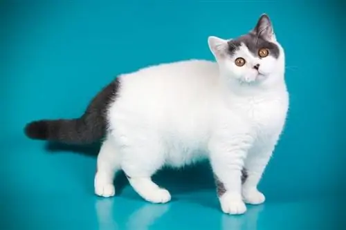 10 ongelooflijke Britse korthaar kattenfeiten: oorsprong, uiterlijk & Meer