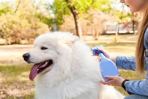 Els 10 millors xampús per a gossos sense aigua del 2023: ressenyes & millors opcions