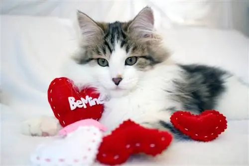 7 prezentów walentynkowych, które Twój kot pokocha w 2023 roku