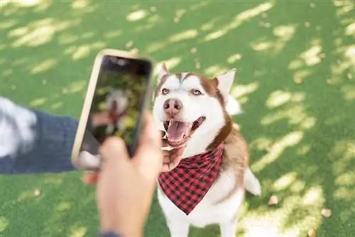 Wat en wanneer is Nasionale Hondefotografiedag 2023? Hier is hoe jy dit vier