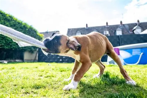 Hoe voorkom je dat een hond aan kleding trekt (6 tips)