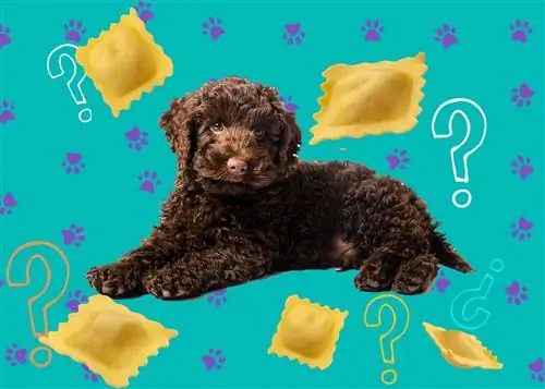Kan hunde spise ravioli? Dyrlægen gennemgået fakta & Sikkerhedsvejledning
