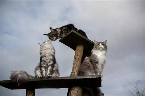 Apakah Nama Sekumpulan Kucing? 5 Syarat comel