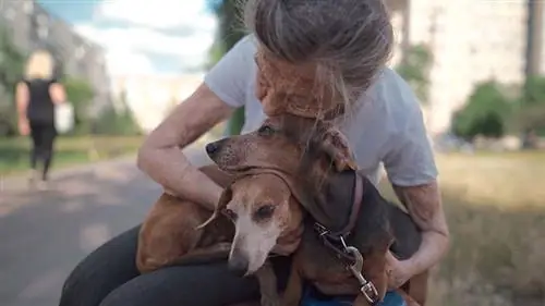 Per què el meu Dachshund és tan necessari? 5 raons comuns