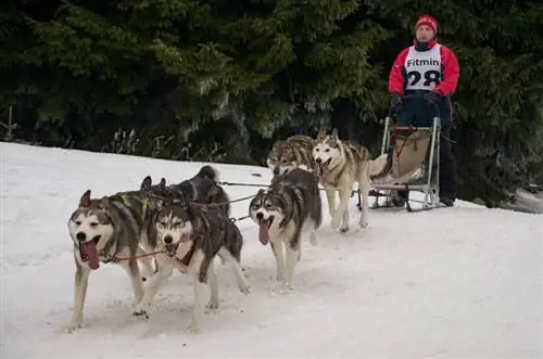 Dog Mushing: cos'è, storia, evoluzione & Fatti