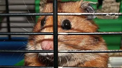 Vizimba 10 vya DIY Hamster Bin Unaweza Kujenga Leo (Pamoja na Picha)