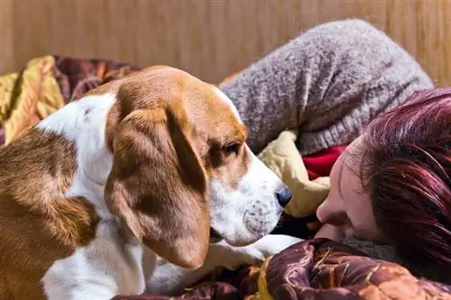 Weet honde wanneer ons gestres is? Wat hulle kan aanvoel