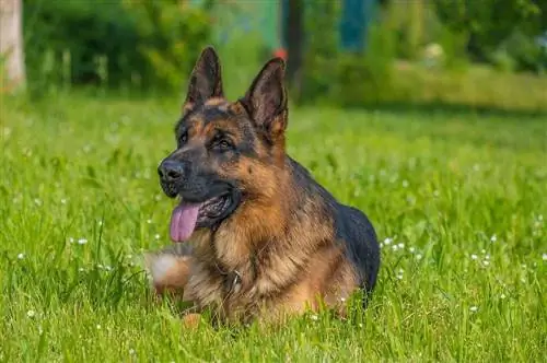 Alman Çoban Köpeğiyle İlgili Bilmeniz Gereken 14 Büyüleyici Gerçek