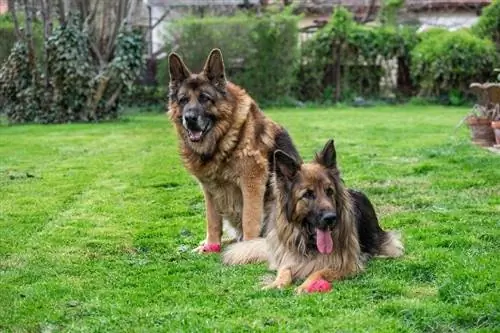 Qub German Shepherd Dog Breed Guide: Duab, Info, Care, & More