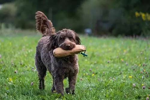 Sjokolade Labradoodle: Feite, Geskiedenis & Oorsprong (Met prente)