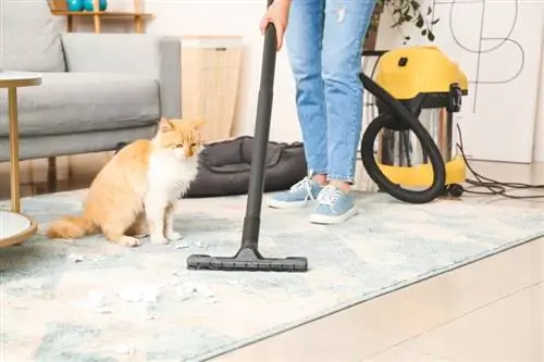 Min kat har lopper, hvordan renser jeg mit hus? Dyrlægen har gennemgået fakta & ofte stillede spørgsmål