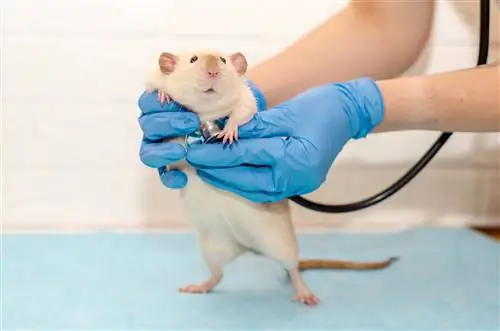 6 problemes comuns de salut de les rates de companyia, mal alties & Mal alties (resposta del veterinari)