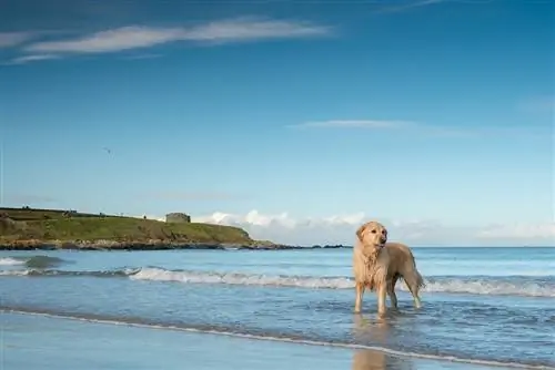 9 Anjing Paling Populer di Irlandia Tahun 2023 (Dengan Gambar)