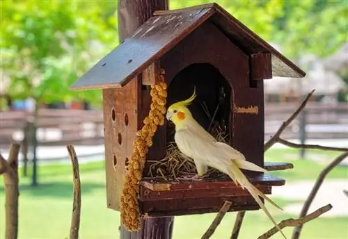 Inachukua Muda Gani kwa Mayai ya Cockatiel Kuanguliwa? Maswali Yanayoulizwa Mara kwa Mara yaliyoidhinishwa na Daktari