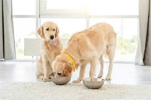 كيف تمنع كلبك من أكل طعام الكلاب الأخرى: 3 طرق