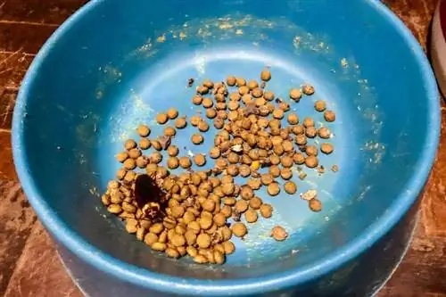 Přitahuje krmivo pro psy šváby? Fakta & Jak je udržet pryč