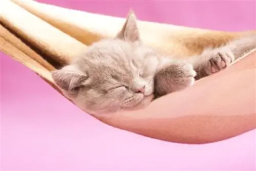 8 nuostabūs „pasidaryk pats“kabantys kačių guoliai & hamakai (su nuotraukomis)