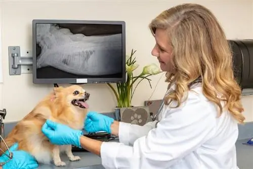 Vai mājdzīvnieku apdrošināšana sedz rentgenstarus, MRI & citus attēlus?