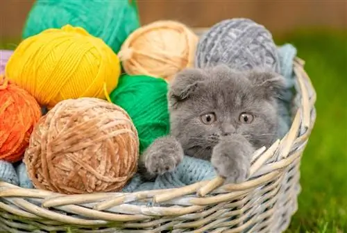 4 Corak Katil Kucing Crochet DIY yang Hebat (Dengan Gambar)