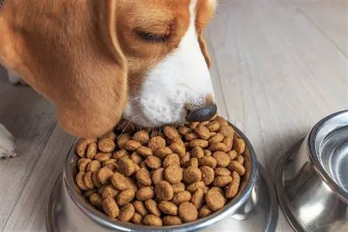 Quels aliments pour chiens n'ont jamais été rappelés ? 9 marques populaires