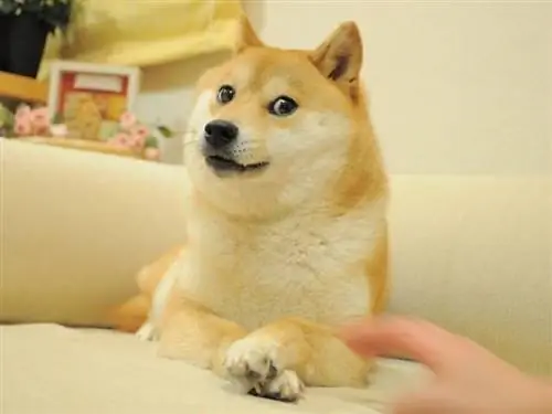 Koja pasmina psa je Doge? Meme, Dogecoin & Više (sa slikama)