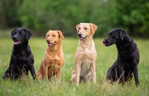 Qu'est-ce que la Journée nationale du Labrador Retriever ? Mise à jour 2023