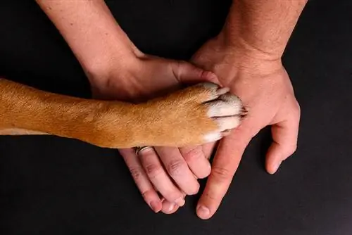 O seguro para animais de estimação cobre displasia da anca? Políticas padrão & FAQ