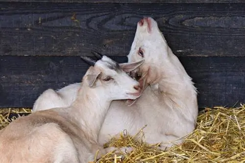 14 základných potrieb pre kozy, ktoré vám pomôžu začať (Sprievodca 2023)