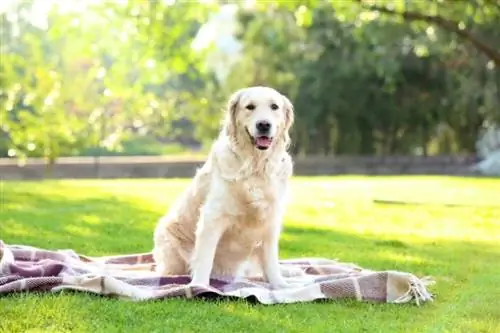 19 Mga Lahi ng Aso na Katulad ng Labradors (May mga Larawan)