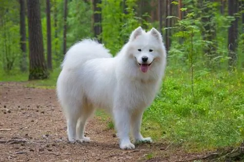 ما الذي ولدت من أجله Samoyeds؟ أصل التاريخ &