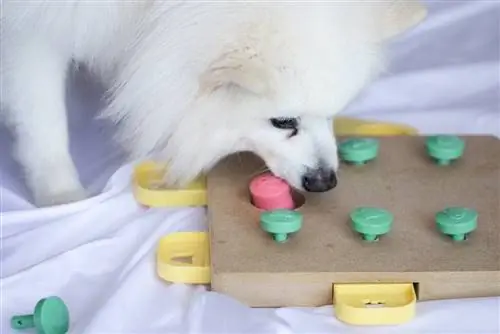 9 agyi játék kutyáknak az éberség érdekében