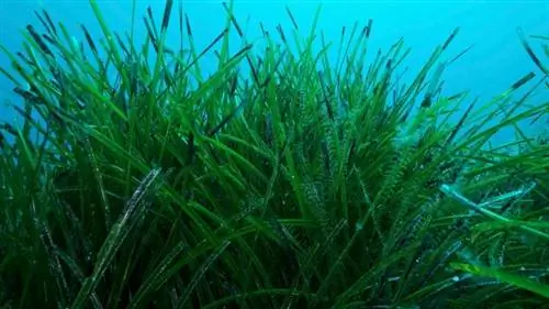 Cara Menanam & Merawat Eelgrass di Akuarium Anda: Panduan Lengkap