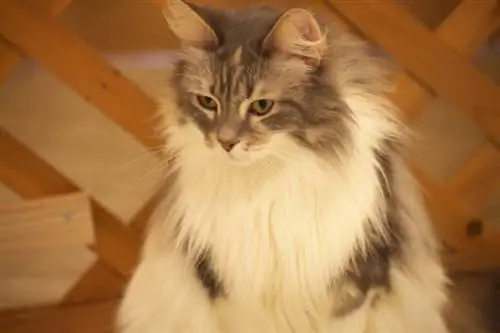 Cymric (Manx Longhair): informazioni sulla razza del gatto, immagini, temperamento, & tratti